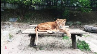 The Kosice Zoo, Slovakia