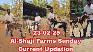 23-02-25 Al-Shaji Farms Sunday Current Updation