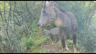 Infrared camera captures heartwarming scene of Chinese goral in Hubei