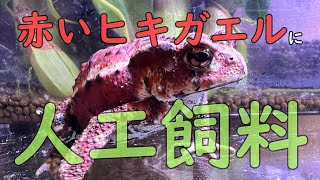 赤いヒキガエルに人工飼料を食べてもらうまで 【アクアリウムVol.18】