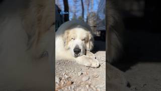 Alain アラン #greatpyrenees #todaysrunrun #グレートピレニーズ #今日のルンルン