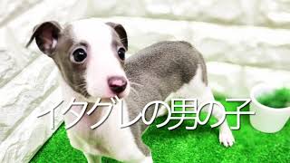 イタリアングレーハウンドの子犬　（平野瓜破）