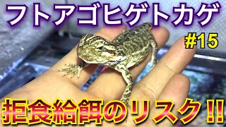 【フトアゴヒゲトカゲ】飼育 15 拒食給餌のリスク‼︎ Central bearded dragon