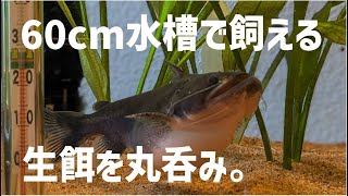 60cm水槽で飼える肉食魚、バトラクスキャット　#アクアリウム