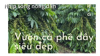 Thăm vườn cà phê dây siêu đẹp