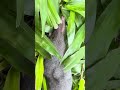 Curut (Suncus Murinus) or Asian House Shrew