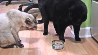 Cats Fight Over Tuna - N2 the Talking Cat