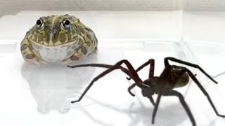 African bullfrog and huntsman spider.