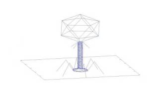 T4-like phage made with gnuplot