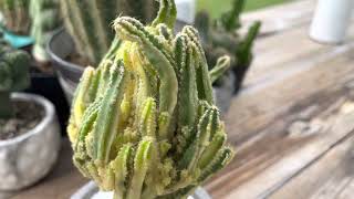 Variegated fairy castle cactus