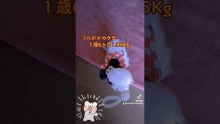 【超小型犬動画】元気いっぱいラテ1.85Kg　#マルチーズ　#ポメラニアン　#ミックス犬　#dog 　#犬