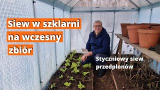 Co sieję w szklarni na początku stycznia. Zadbajmy o przedplony zanim posadzimy pomidory.