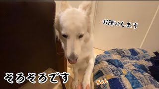 【ホワイトシェパード】れおの毎日　ご飯の時間になったので欲しいオーラを出してアピールします。【ご飯】