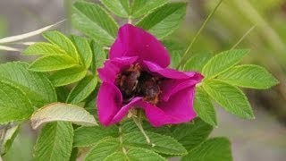 エゾオオマルハナバチ　ハマナスの花の中で