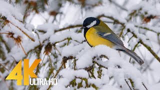 4K Songs of Birds in Winter - Nature Relax Video with Real Birds' Chirping