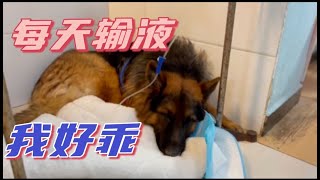 2021-11-22 Stray dogs rescue in Wuhan China lucky 住院四天，病情有点好转，医生说它很乖，每天会主动伸手让你打针，真让人心疼。