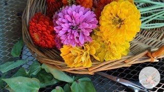 Zinnias as Cut Flowers - Ornamental Cut Flower Gardening