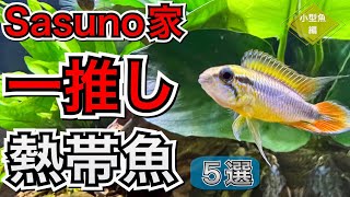 【是非飼育して欲しい】推ししか飼わん 我が家の可愛い熱帯魚達5選 小型魚編【淡水魚 アクアリウム】