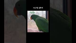 [지구] 사진 찍는 앵무새 / 사진작가 / 예쁜 풍경 보면 사진 찍어요 / Camera-sounding parrot