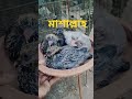 মাশাল্লাহ অনেক সুন্দর তিনটা কবুতরের বাচ্চা। birds leafyvegitables song