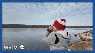 How to safely view bald eagles during nesting season