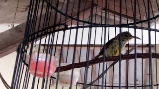 Konin Terotol Dacok Calon Juara 2