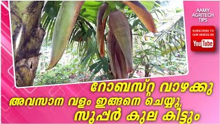 റോബസ്റ്റ വാഴക്കു അവസാന വളം/Robusta Banana Plant Nurture/Last Part