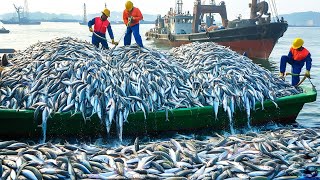 Unbelievable method of catching and processing herring, fishermen catch herring on modern boats