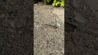 A mantis in Purdue (una mantis en Purdue)