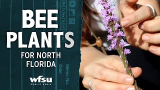 Bee Friendly Plants for Your North Florida Garden