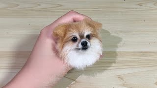 양모펠트로 포메라니안 만들기 ㅣ Making a Pomeranian with Wool Feltㅣ羊毛フェルトでポメラニアン作り