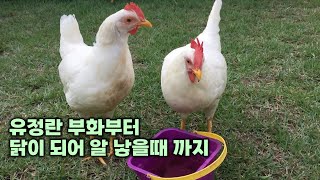 The story of chick growth for 6 months from hatching to laying eggs