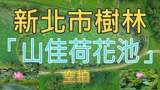 新北市樹林山佳荷花池-粉色花朵嬌豔綻放2024