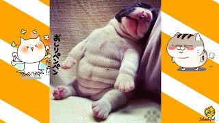 TRY NOT TO LAUGH . 面白い動物最高の動画これまで2018最高の面白い動画Vineによって追加！