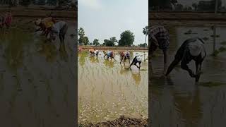 మా పొలంలో పాటలు పాడుతూ వరి నాట్లు వేసినం #agriculture #farming #paddy #farmers #farmersprotest