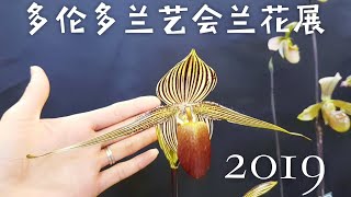 2019多伦多兰艺会兰花展  1