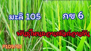 ไปดูความแตกต่างของข้าวกข 6 และมะลิ 105 กันครับว่าในช่วงนี้พันธุ์ไหนถอดรวงก่อนกัน