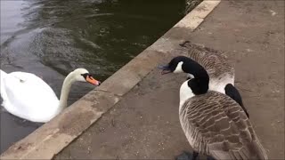 Geese and swans exchange harsh words!