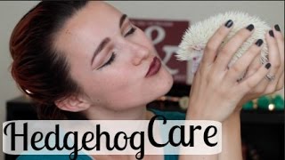 Hedgehog Care Tips | Brandi Noelle