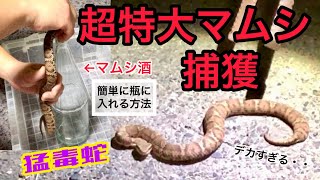 超巨大マムシ捕獲の瞬間から瓶入れまで