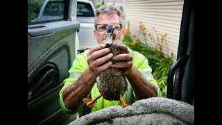 Minnesota man welcomes new duck in his truck