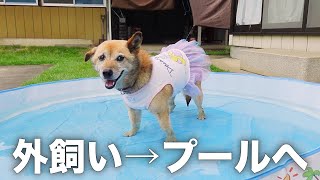 雑種犬コロちゃんをプールで遊ばせたら可愛すぎました…