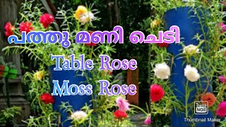 How to grow moss rose /portulaca /table rose / tower Garden / easy growing table rose/പത്തു മണി ചെടി