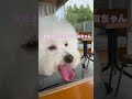 まだまだ熱中症に注意なココちゃん ビションフリーゼ cute bichonfrise bichonfrise dog 可愛い 犬のいる生活 ランチ shorts