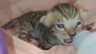 Rescue Baby Kitten Crying For Mother Cat And Shivering With Cold He's Crying For Mother Feeding