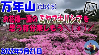 万年山(はねやま)  お花畑一面の”ミヤマキリシマ”を思う存分楽しもう(^^♪