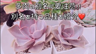 『多肉植物』別名のある品種を紹介♬