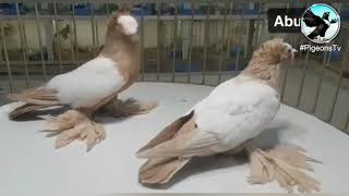 Rare Colors Of Saxon Pigeons For Breeder Abu-Lin