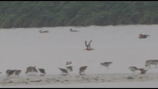 For the record: Long-billed Dowitcher - Grote Grijze Snip