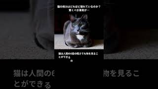 猫の視力はどれほど優れているのか？驚くべき事実が…#animals#猫#ねこ#ネコ#雑学#かわいい